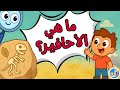 ما هي الأحافير العلوم للأطفال 