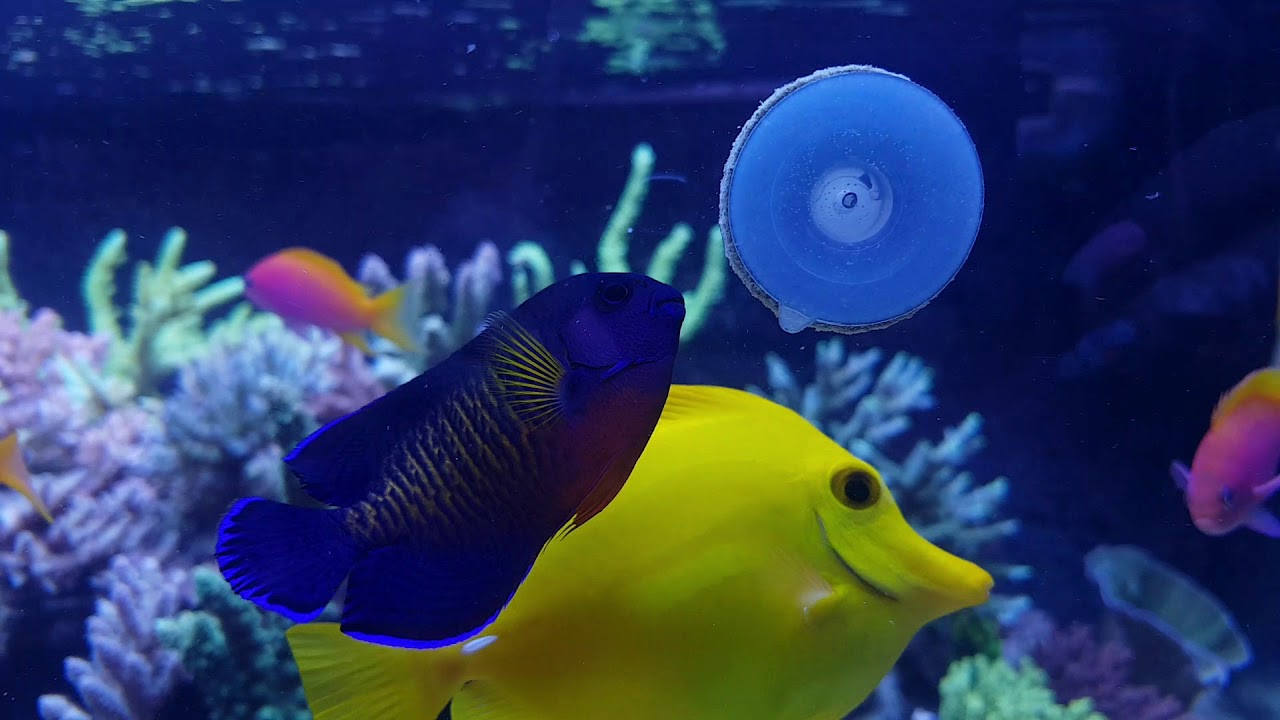 Lunchtime with AF Calanidae Clip YouTube