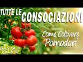 Tutte le consociazioni del pomodoro  coltivare pomodori  la guida passo dopo passo  ep 3