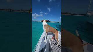 Coconut hunting with our Boat Dogs #shorts #sailing ⛵🐕
