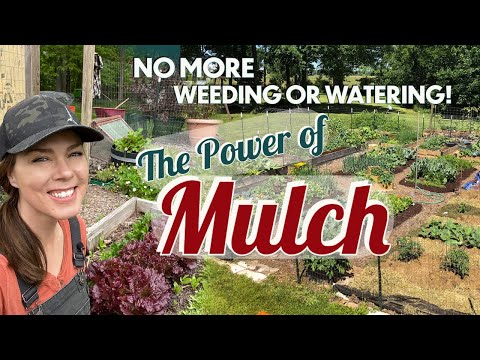 Video: Using Organic Mulch In Gardens - Types Of Natural Mulch