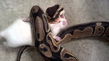 Ball Python eating hopper mouse