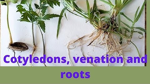 What is the relationship between root system ,leaf venation and cotyledons of plants?