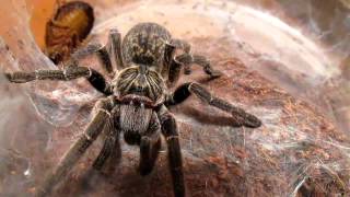 Tarantula Hissing But Not Killing - Ceratogyrus Marshalli Great Horned Baboon