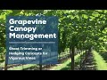 Shoot trimming or hedging concepts for vigorous vines