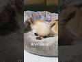 19歳のロン | 夢を見る冒険者 #shorts #チワワ #犬のいる生活 #シニア犬 #トイプードル