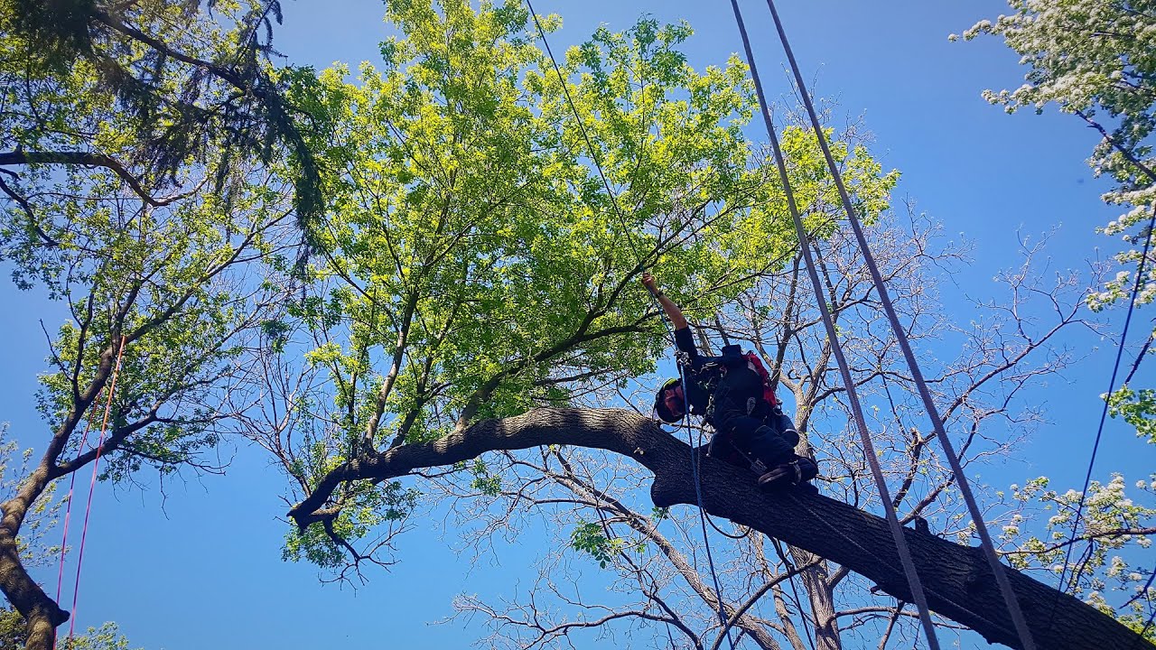 Tree on a crazy lean, backyard removal - YouTube