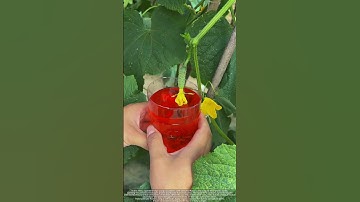 The Cucumber Dipping Secret: Bigger Harvests or Toxic Risk? (Real Results)