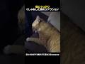 猫にうっかりくしゃみした時のリアクション