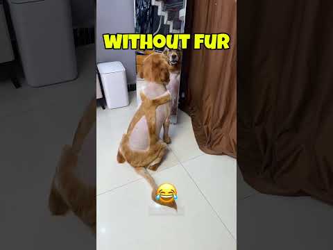 Animals That Look Like ALIENS without fur. #animals