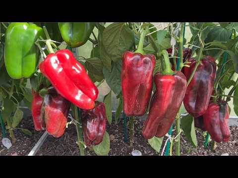 I WILL ALWAYS GROW THIS PEPPER!