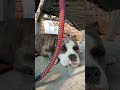 😂🐕✌️#funny #viral #americanbully #doglove #trendingshorts #laughingvideo