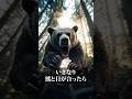 熊に遭遇した時の正しい対処法（走ったら即死します）#shorts