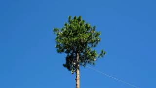 Robert Ferrel Removing a Big Pine Tree 8 22 19
