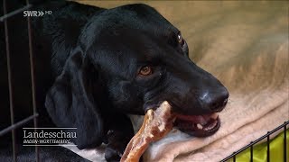 Jagdhund Simba leidet unter Liebeskummer