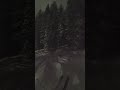 Night trees are fun #skiing #trees #nightskiing