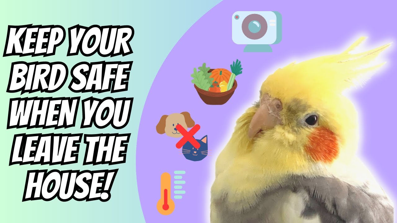 HOW TO KEEP YOUR BIRD SAFE WHEN YOU LEAVE THE HOUSE | BirdNerdSophie AD