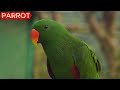 Learn Animal Sounds for Children 🎶🦁 | 30 Amazing Animals | Fun Kids Educational Video