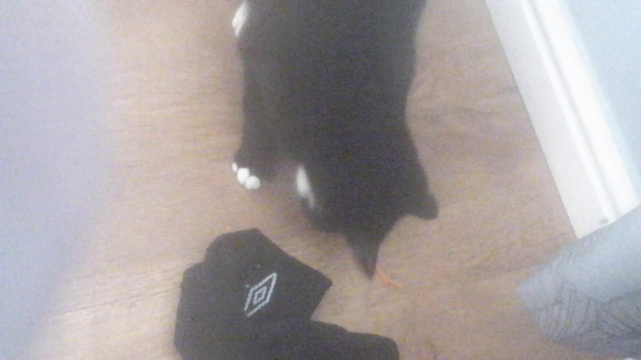 Cats playing with straws YouTube