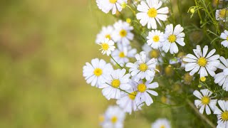 World Environment Day screenshot 4