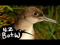 Hutton&#39;s shearwater - New Zealand Bird of the Week