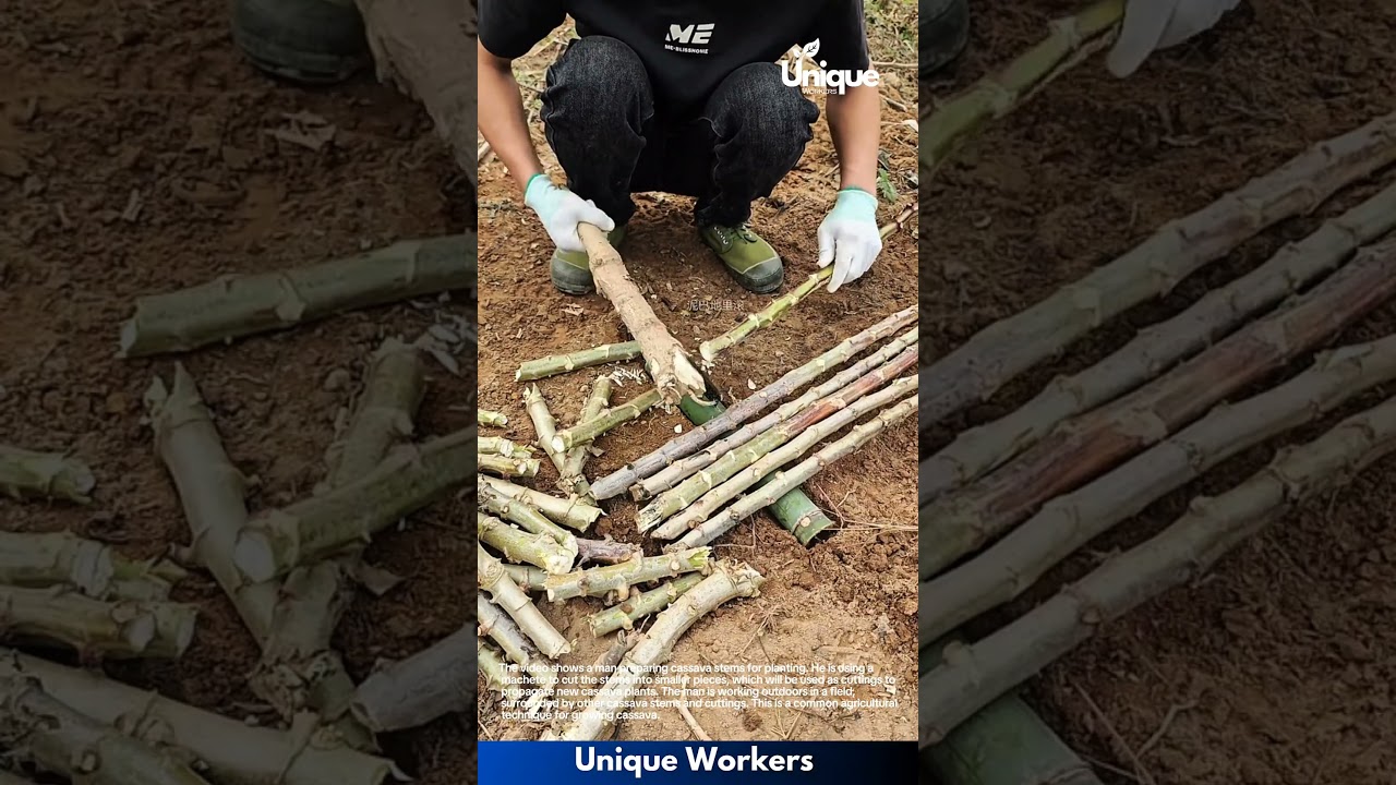 Preparing Cassava Cuttings for Planting: A Simple Farming Technique