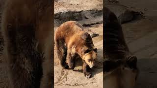 Grizzly Bear Getting Too Close 🐻