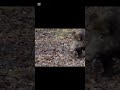 Wild boar hunt 💪💪 #automobile #wildernessseason #hunting