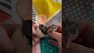 Assisting a #turkey #poult #hatch!! May 31, 2026