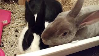 Bertie bunny loves his bonnie by Sarah Hare 548 views 6 years ago 13 seconds