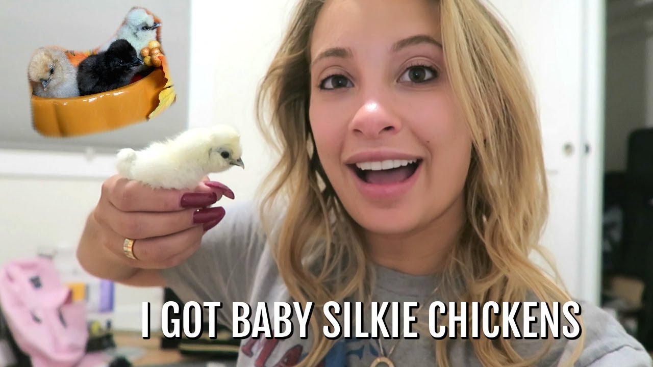 INTRODUCING MY BABY SILKIE CHICKS TO MY DOGS YouTube