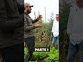 #Chef assaggia il mio #radicchio PARTE 1 | Orto dello chef - #Documentario #mattthefarmer #orto