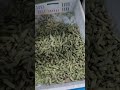 Edamame pods color sorting machine #sorting #colorsorter #sortex #machine