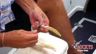 How To Make A Strip Bait Belly Shine For Billfish