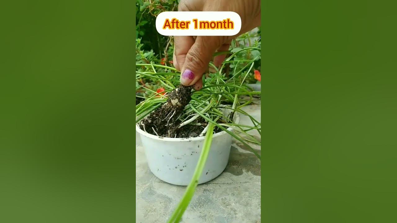 How to grow Rain Lily from seeds YouTube