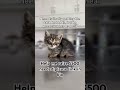 Please donate #viral #cute #catsoftiktok #pets #catsofinstagram #catsofyoutube #kitten