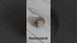 ХОМЯКИ/ КАК ОПРЕДЕЛИТЬ ЧИСТОКРОВНОСТЬ ДЖУНГАРИКА?/ВИДЕО С ХОМЯКАМИ/ УХОД ЗА ХОМЯКОМ!