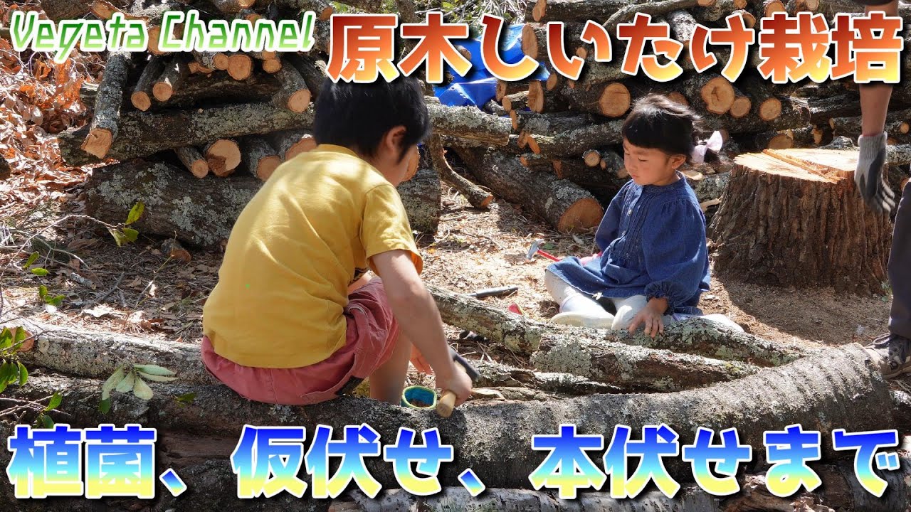 原木しいたけ栽培 植菌、仮伏せ、本伏せまで