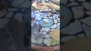 Bird Friendly 🐦🐦