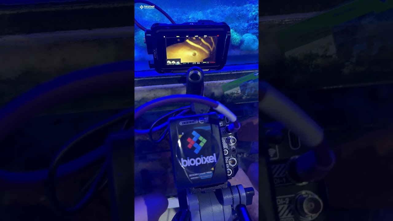 Inside a Shark Egg - BEHIND THE SCENES with Richard Fitzpatrick