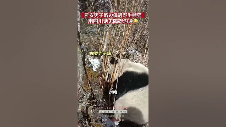 雅安男子路边偶遇野生熊猫，用四川话无障碍沟通😂 - 天天要闻