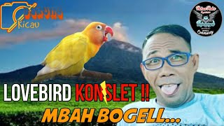 Download lagu masteran lovebird konslet keluar dobelan||Cocok untuk cetak lovebird konslet