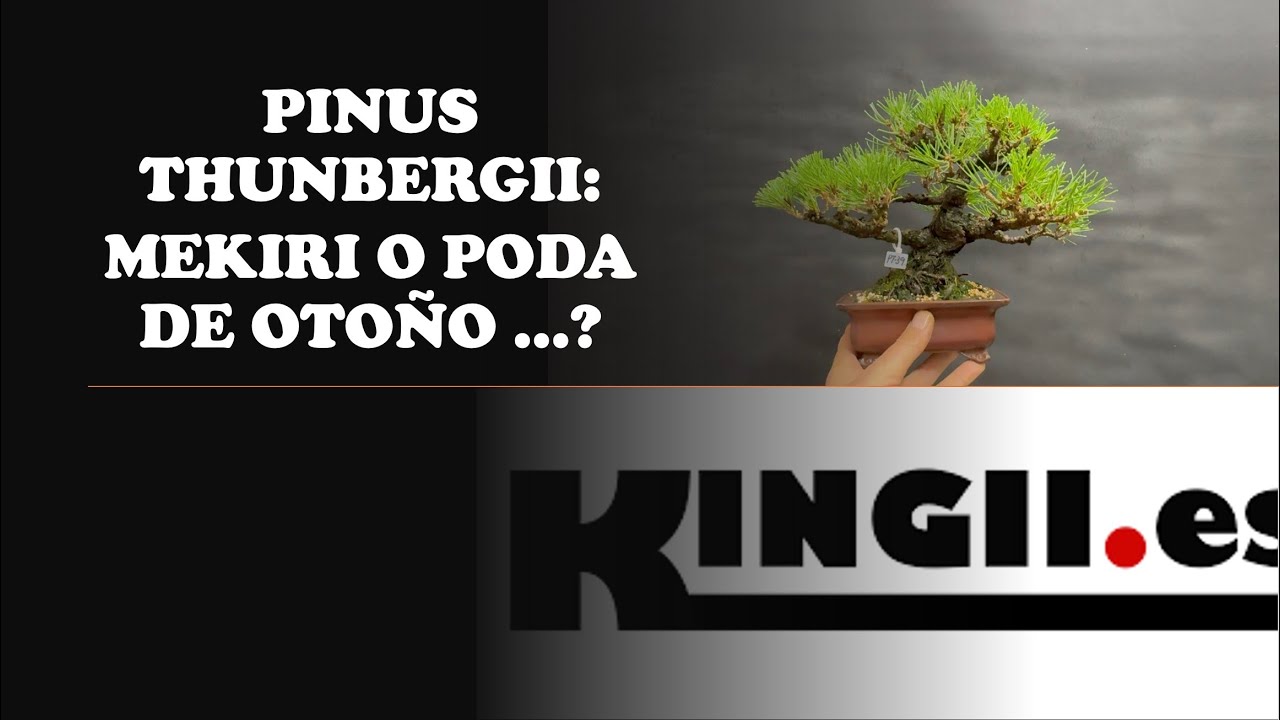 PINUS THUNBERGII : MEKIRI O PODA DE OTOÑO?