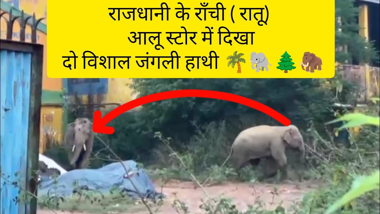 रातू में दिखा पहली बार 2 विशाल जंगली हाथी🦣🌴🐘🌲आलू स्टोर (Cold Store) में घुसा हाथी🦣 Desi Village Vlog