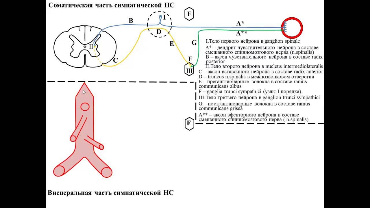 Вегетативная рефлекторная дуга таблица расположение нейронов