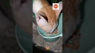 #catcare #cat #cats #1110