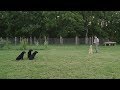 Obedience and Heelwork For Your Retriever