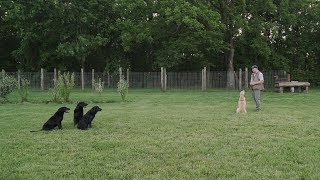 Obedience and Heelwork For Your Retriever