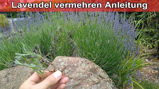 Lavendel vermehren durch Teilung / Lavendel teilen Lavendel Ableger pflanzen selbst ziehen Anleitung