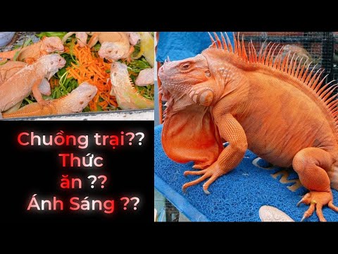 Video Rồng Nam Mỹ | Hướng dẫn Setup Chuồng Nuôi Iguana Ngoài... - youtube